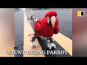 Parrot shows off amazing tricks in China