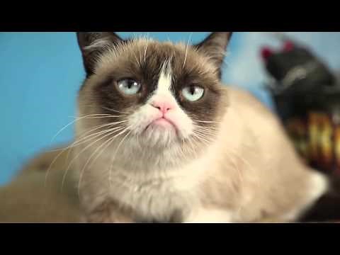 Oscar the Grouch vs Grumpy Cat