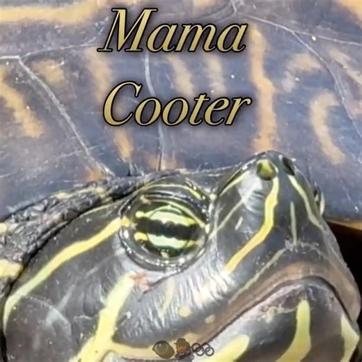 Mama Cooter