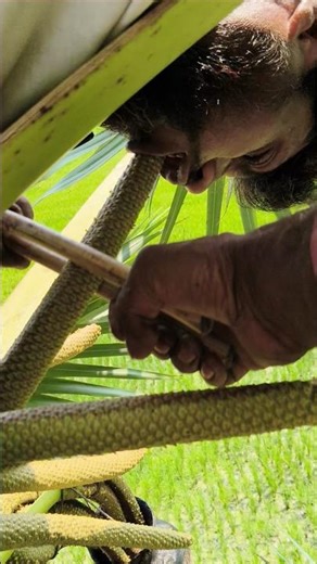 The tree pulled the sap out of the palm tree with its mouth #reels #foryou #agriculture