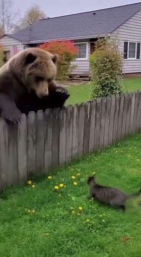 Bear vs Cat Who Wins This Backyard Showdown? #bear #cat