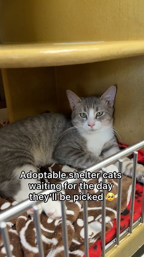 3K views · 1.1K reactions | Will you come to their rescue? Click our link in bio to search adoptable cats in your area today. ❤️ | Adopt a Pet | Facebook