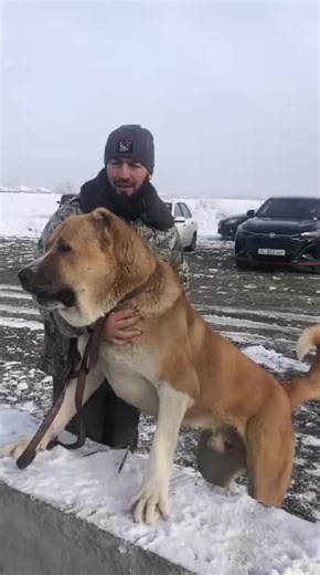 Alabai Dog Breed: Everything You Need to Know