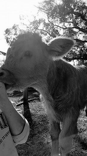 Little Farm Updates! Please read (and watch this cute video, with sound 🥰🥰) 1. How cute is Baby William 🐮 our beautiful Highlander Boy! Another friendly, wanna-be Labrador 😂 have you seen him chilling near the Farm Gate? 2. The Farm Gate will be stocked and Open from tomorrow ❤️ we will have Wreaths, Diffusers, Bouquets, Bunches, Pots and more available! | B & M Flower Farm
