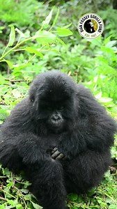 385K views · 21K reactions | At three years old, little Umuryango grooms himself while taking some time to relax! Grooming is a great way for gorillas to clean themselves but it is also a great way to form and strengthen bonds between individuals. Gorillas grooming each other is equivalent to humans holding hands! #wildlifeconservation #nature #gorillas : Cedric Ujeneza | Dian Fossey Gorilla Fund | Facebook