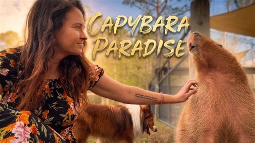 What no one tells you about living with temperamental capybaras