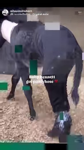 Griffin! Now THIS is what it’s all about. To go from an at home castration, neglected and emaciated, rehabbed for four months - to his first ride yesterday. I, we are all so so proud of this guy and how far he has come!What we found out yesterday is that he absolutely has English training under his belt. One of our trainers has been working him to help build up his top line and get in shape, and yesterday she finally jumped on and took him for a ride. To say he did great is an understatement. He