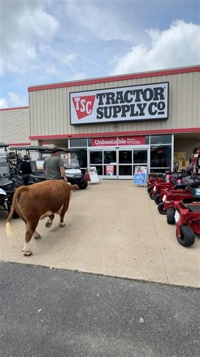 Muffin Man The Bull goes to Tractor Supply