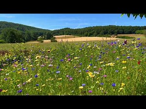 Videos for relaxation. Sounds of nature. In nature. Birds singing. Meditation. Relaxation