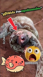 🐍🐭How does it know when to stop squeezing its prey!?