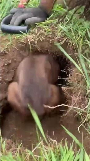 Terrier grabs hold of groundhog #trending #viral #dogs #wildlife #video #shorts #viralshort #animals