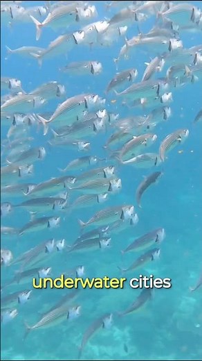 Why are the Philippines the Amazon Rainforest of the Ocean