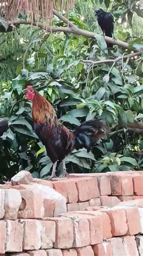 Rooster crowing sounds #Rooster #trending #viralshort