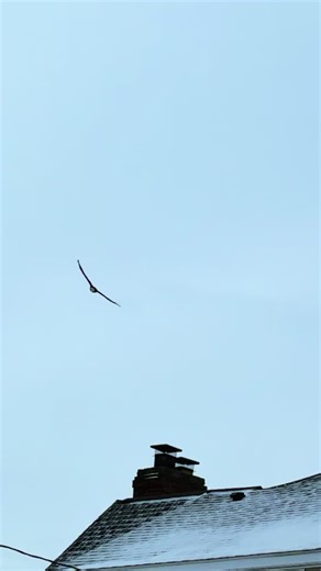 #eagle #michigan #freebird