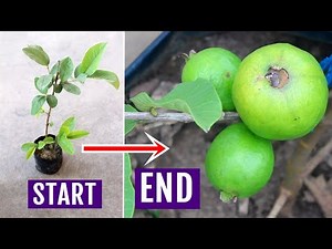 EASIEST Way to Grow GUAVA Tree In Pots (1+ Year Updates)