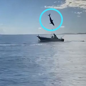 This mako shark was doing flips out of the water when it almost landed in a boat🦈😮 | Yahoo Canada