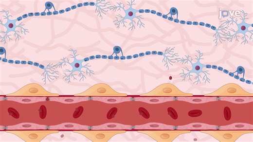 Video: Neuronal Adaptation to Repetitive Hypoxic Preconditioning in Mice - Experiment