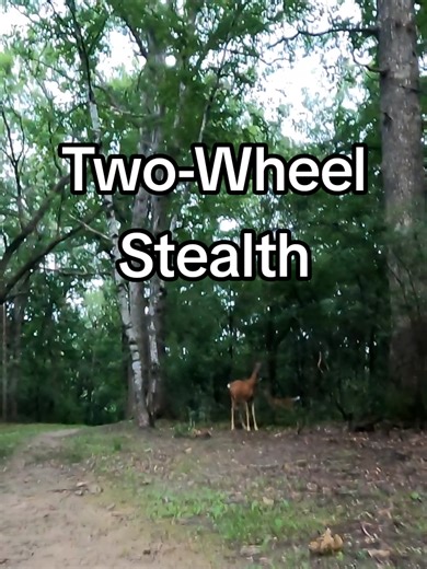 There’s a certain magic to the woods when you’re not making any noise. No motor, no exhaust—just the sound of the tires and a front-row seat to the locals. This was a highlight from a commute home a while back. 🚲🌲 #stealthmode #bikecommute #WildlifeEncounters #cycling #exploremn