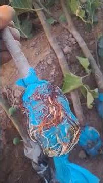 Air layering frim figs tree