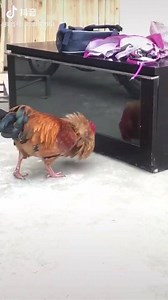 9.5K views · 140 reactions | 藍藍藍 | Amazing videos | Facebook