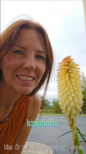 Deadhead KNIPHOFIA 'Red Hot Poker' 🐝🔥✂️ Growing Home Gardening ##pruning #plants