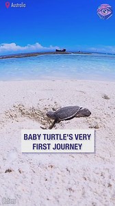 14K views · 125 reactions | Baby turtle's first journey towards ocean  | 5-Minute Crafts USA | Facebook