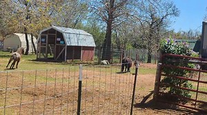 3.6K views · 512 reactions | Working our way back into the herd......