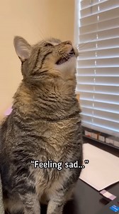 Excuse me, Penny Did you just call me musty! #talkingcat #pennythecat | Aymie Herman Fans
