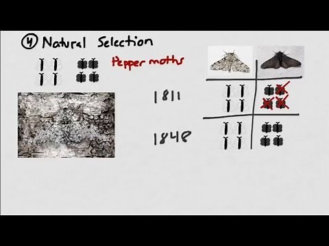Introduction to Evolution: Populations and Pepper Moths