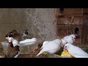 White Java Sparrows and Friends - Saturday Morning, June 19th 2021