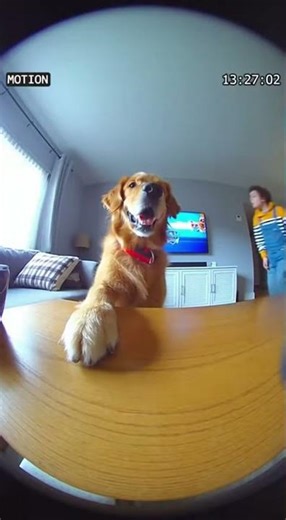 Living-Room Dog Remote
