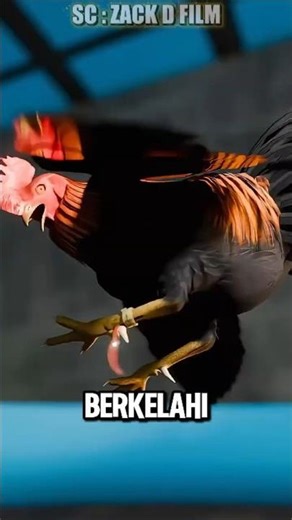 Ayam Jago Bawa Pisau di Kakinya, Malah Bikin Tuannya Sendiri Tewas