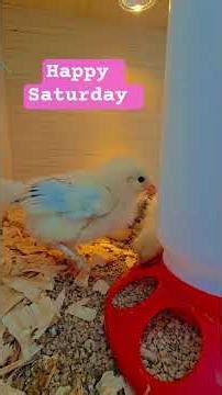 Happy Saturday #chicken #adorablechicks #theothersideofmakebelieve #cute #pets #backyardchickens