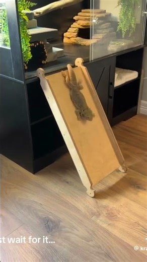 Bearded dragon entertainment