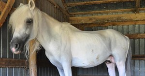 Tip leads officers to 'hellish' farm where they discover pony with 3-foot-long hooves neglected for 15 years