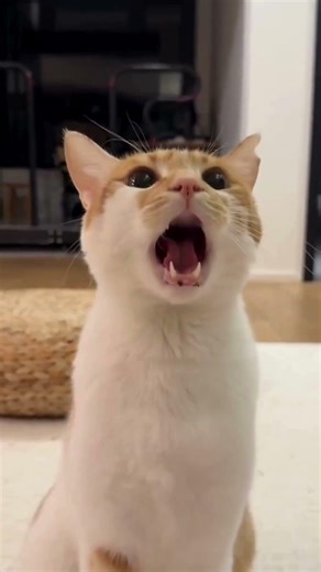This cat went out of frame (Literally)