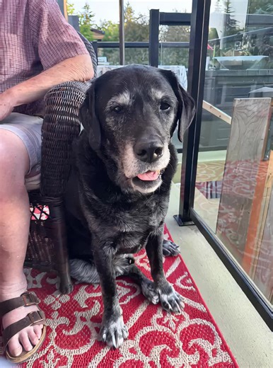 Black lab to brown lab!