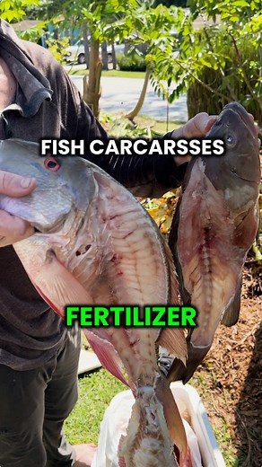 How to Feed Bananas for Maximum Growth