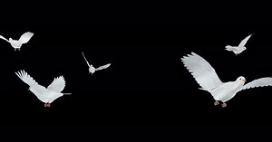 Flock of 7 Romantic Doves - Seven White Pigeon Birds - Flying Over Screen - Alpha Channel - 4K
