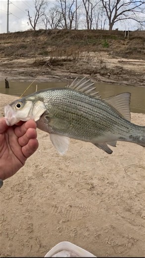 What’s Your GO TO setup for Distance? #fishing