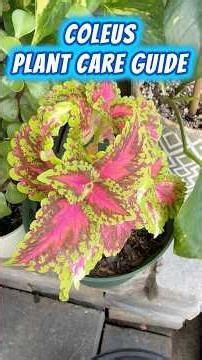 Coleus Plant Care Guide 🌱