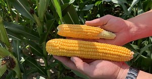 Corn School: The power of proper seed singulation
