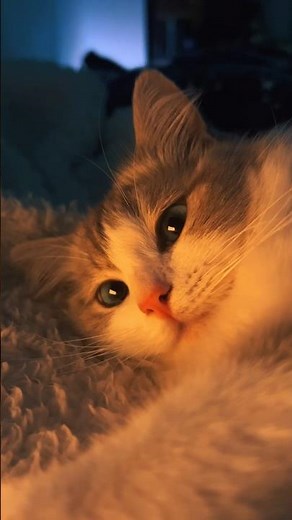 Did you KNOW WHY cats chase their OWN tails? 🐱🌀