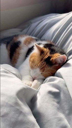 【三毛猫】ものすごくかわいい寝姿のミケ