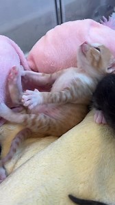 2.5M views · 255K reactions | The wedding crasher kittens are here and they couldn’t be more sweet and tender!  I highly recommend watching with the volume up so you can hear their precious sleepy sounds. Head to Orphan Kitten Club for the name reveal! | Kitten Lady | Facebook