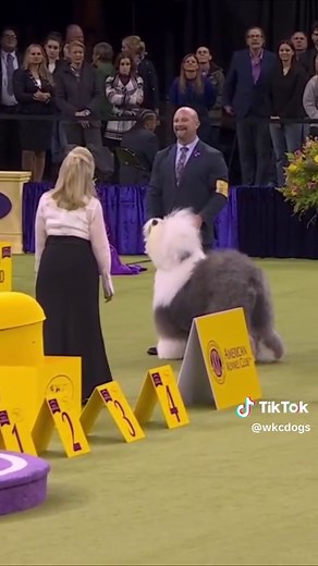 Graham: 2026 Herding Group Winner Announcement
