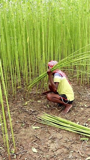 Jute Harvesting Manually #shorts