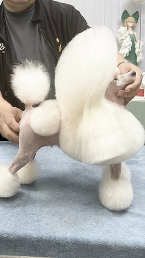 Groomers who like poodle Continental clip, you can like and collect this video 😁 | Kelly Sun