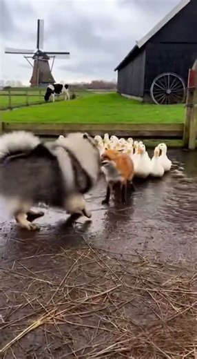 Keeshond vs. Fox! Guardian Dog Protects Ducks on Dutch Farm | Realistic Wildlife Encounter