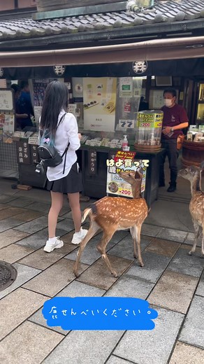 鹿せんべいの味と奈良公園の魅力